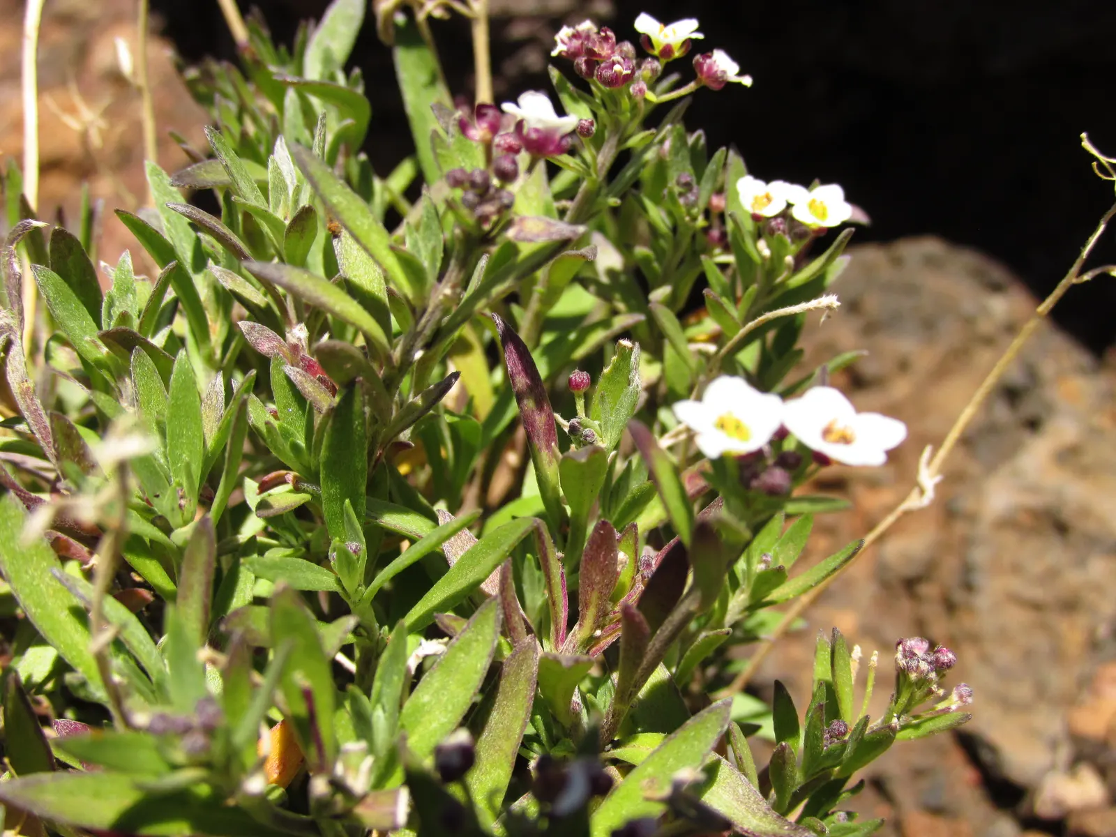 Sweet Alyssum (Lobularia Maritima) — four-petaled flowers bloom profusely and cling closely to dainty; this easy-to-grow annual thrives in USDA, image 70