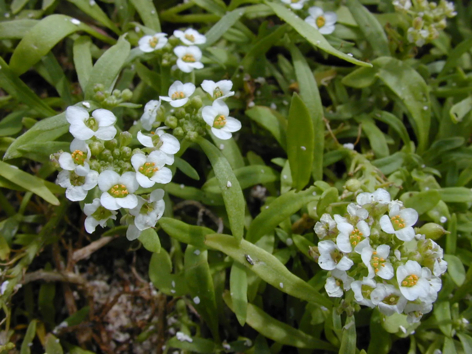Sweet Alyssum (Lobularia Maritima) — annual / ground cover with white blooms