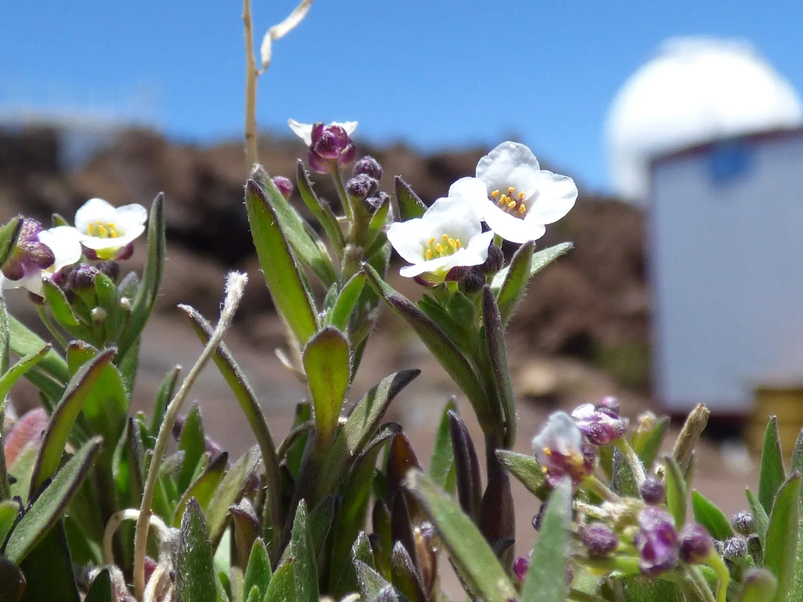 Sweet Alyssum (Lobularia Maritima) — as it frequently self-seeds and provides an enduring presence in the garden.<br><br>For the client, image 74