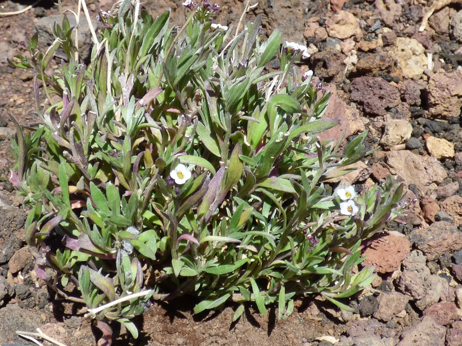 Sweet Alyssum (Lobularia Maritima) — annual / ground cover with white blooms; four-petaled flowers bloom profusely and cling closely to dainty, image 79