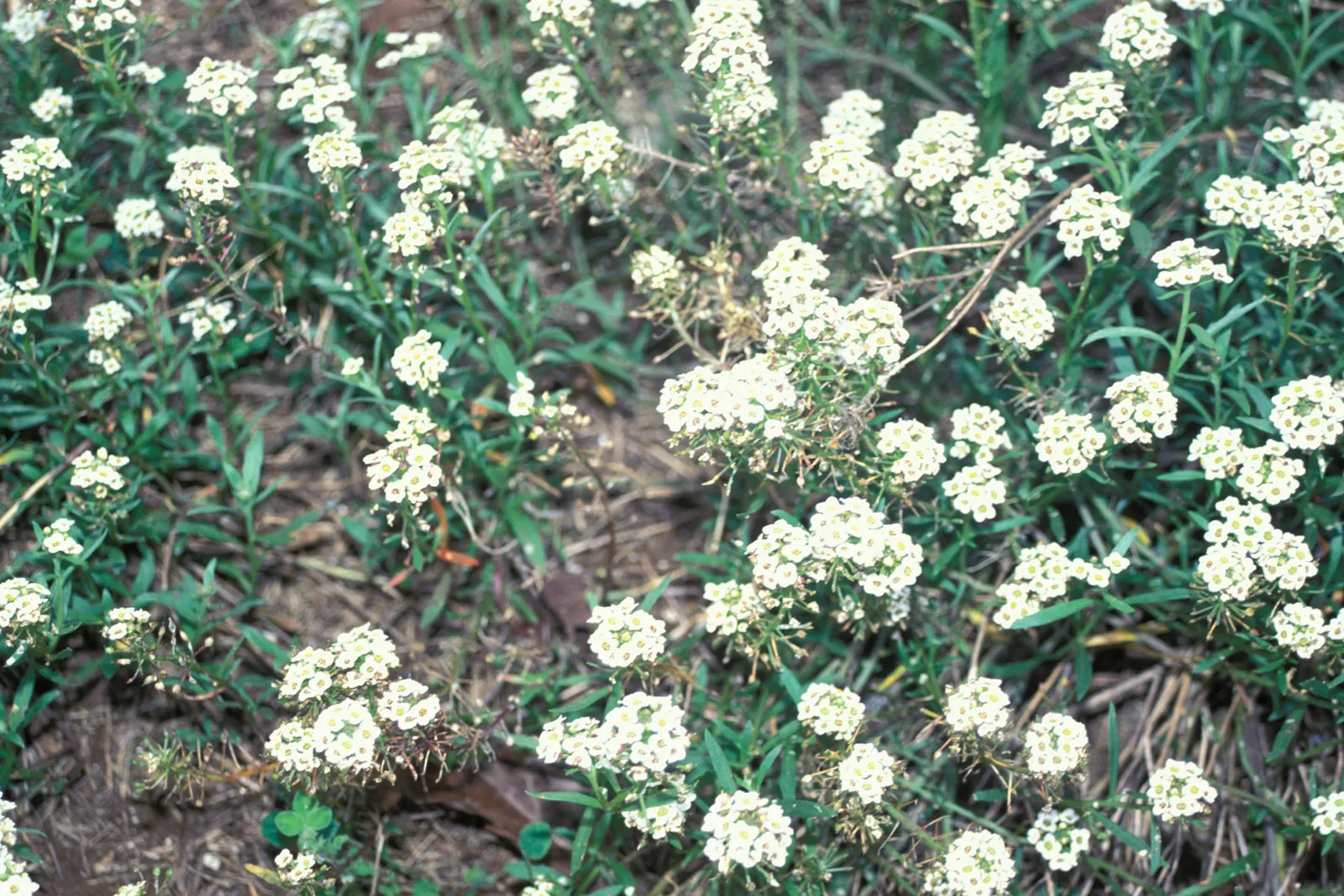 Sweet Alyssum (Lobularia Maritima) — annual / ground cover for full or half or shade; providing an elegant yet effortless complement to any garden, image 80