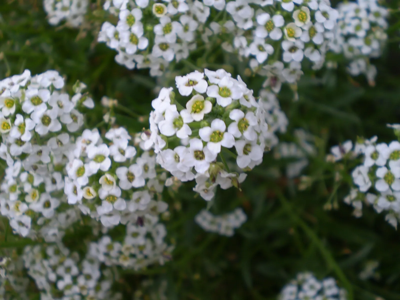 Sweet Alyssum (Lobularia Maritima) — Its flowering prowess from late spring through fall offers long-lasting visual interest; reaching a height of 4 to 8
