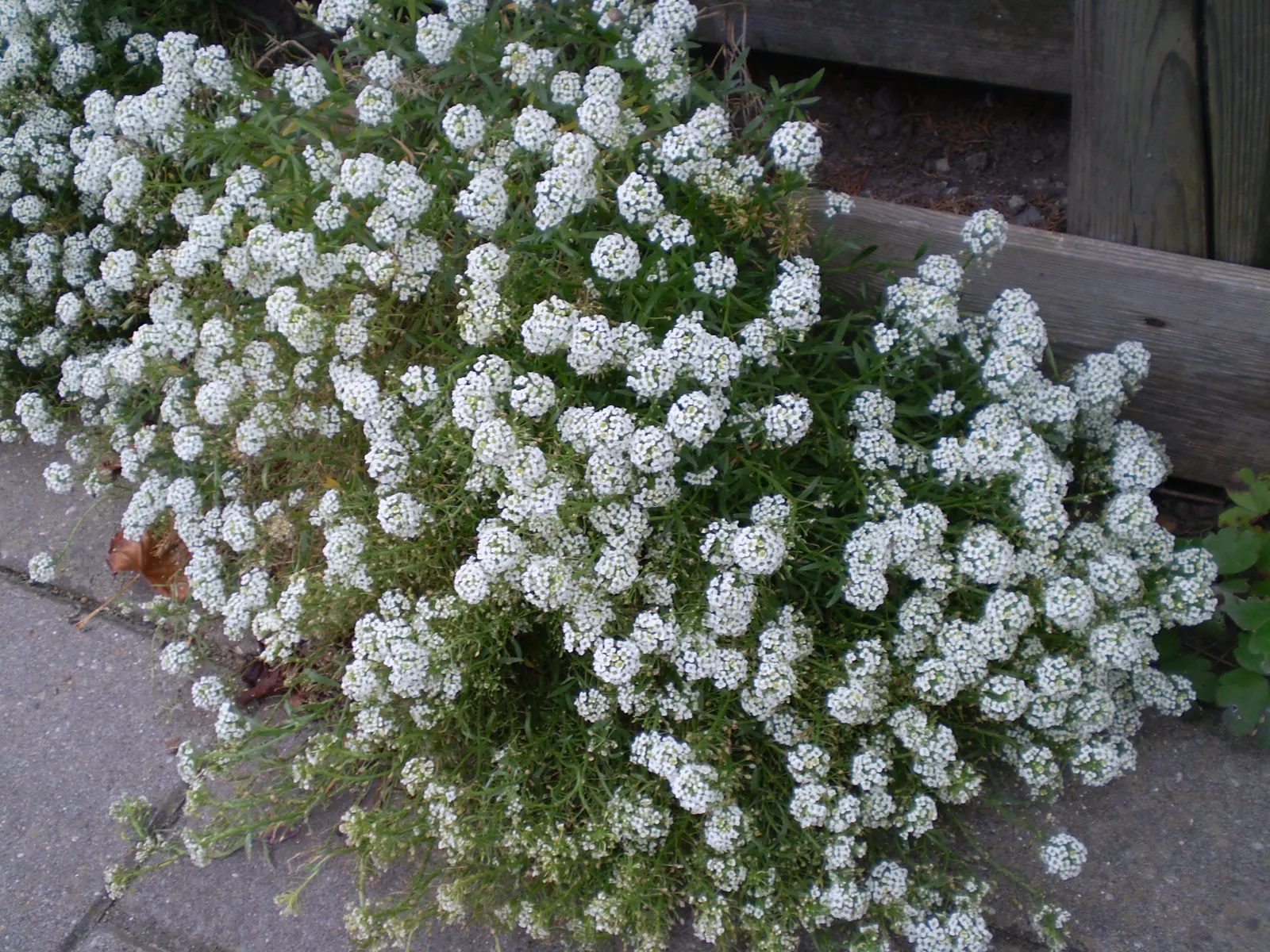 Sweet Alyssum (Lobularia Maritima) — lance-shaped leaves that remain a lush grayish-green throughout the growing season