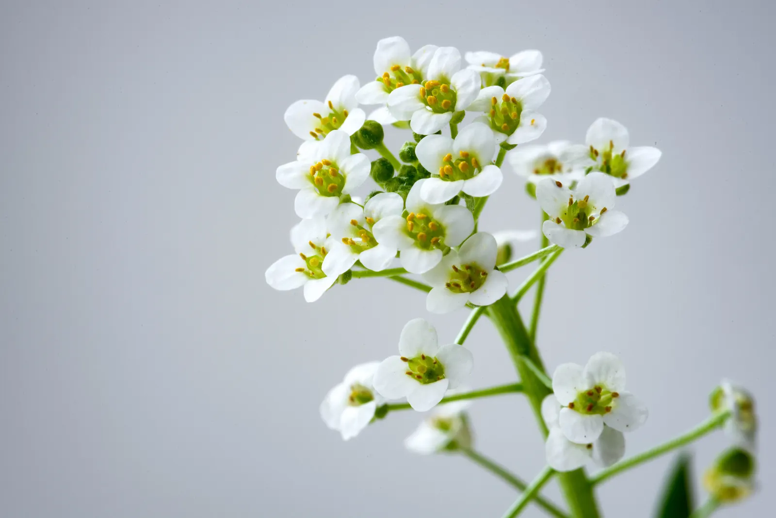 Sweet Alyssum (Lobularia Maritima) — Sweet Alyssum (Lobularia maritima); drought-tolerant and low-maintenance, image 41