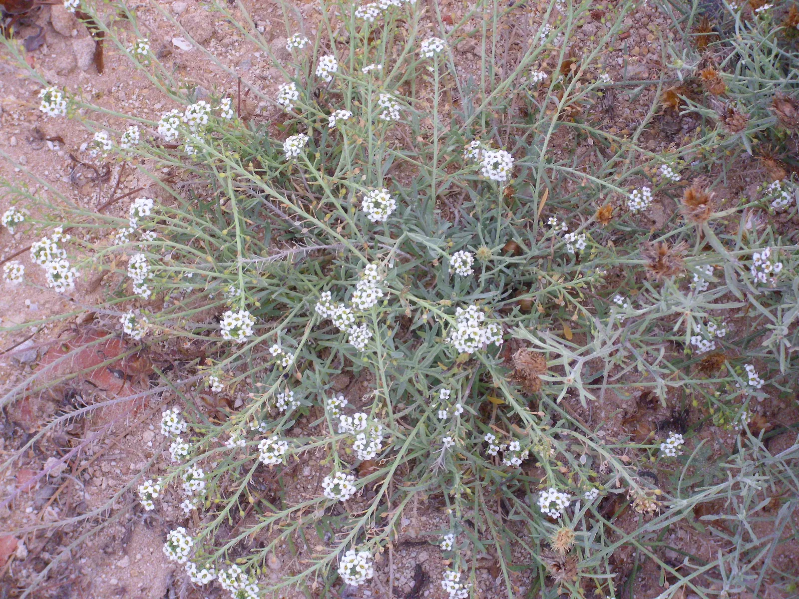 Sweet Alyssum (Lobularia Maritima) — as it frequently self-seeds and provides an enduring presence in the garden.<br><br>For the client, image 54