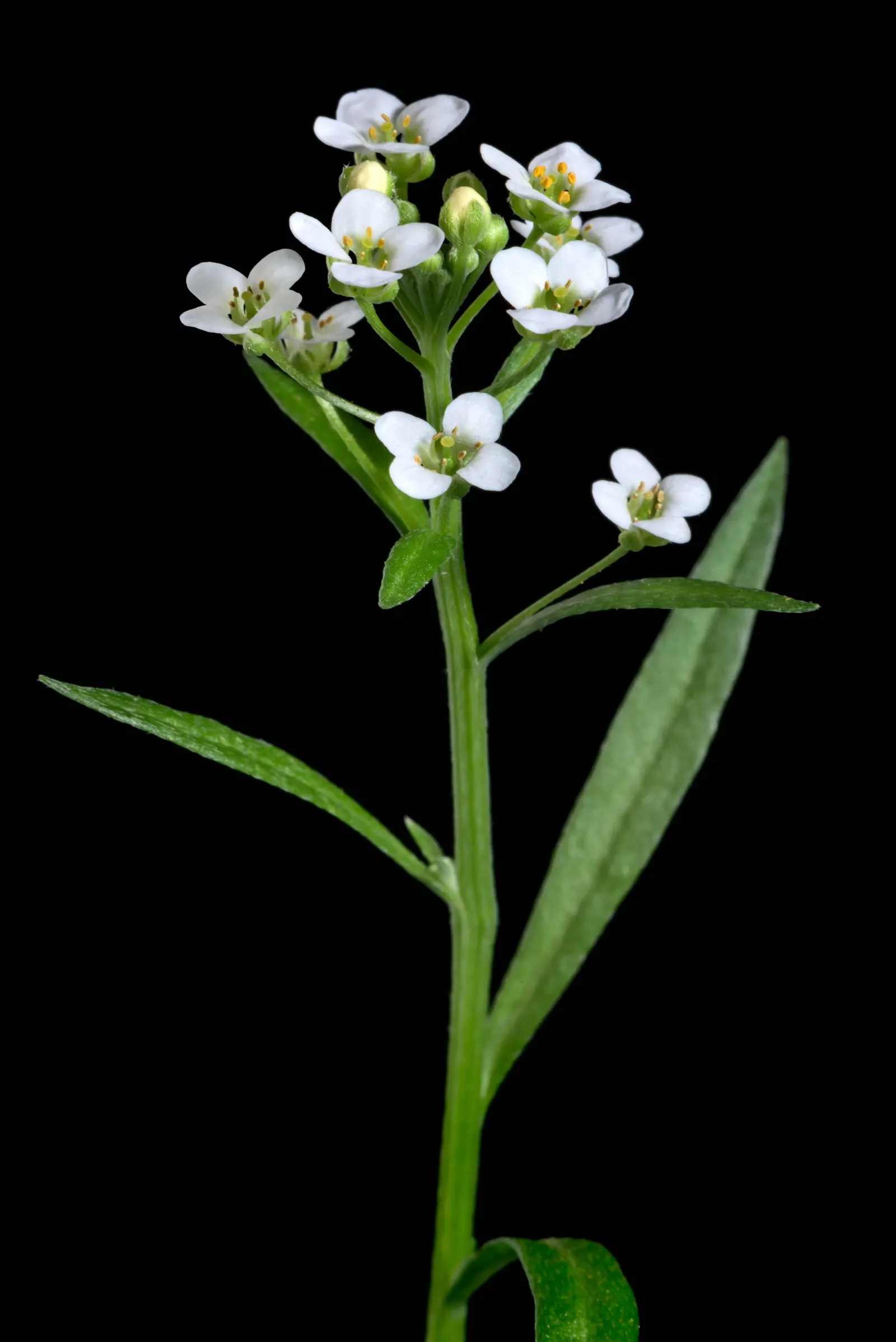Sweet Alyssum (Lobularia Maritima) — four-petaled flowers bloom profusely and cling closely to dainty; this easy-to-grow annual thrives in USDA, image 90