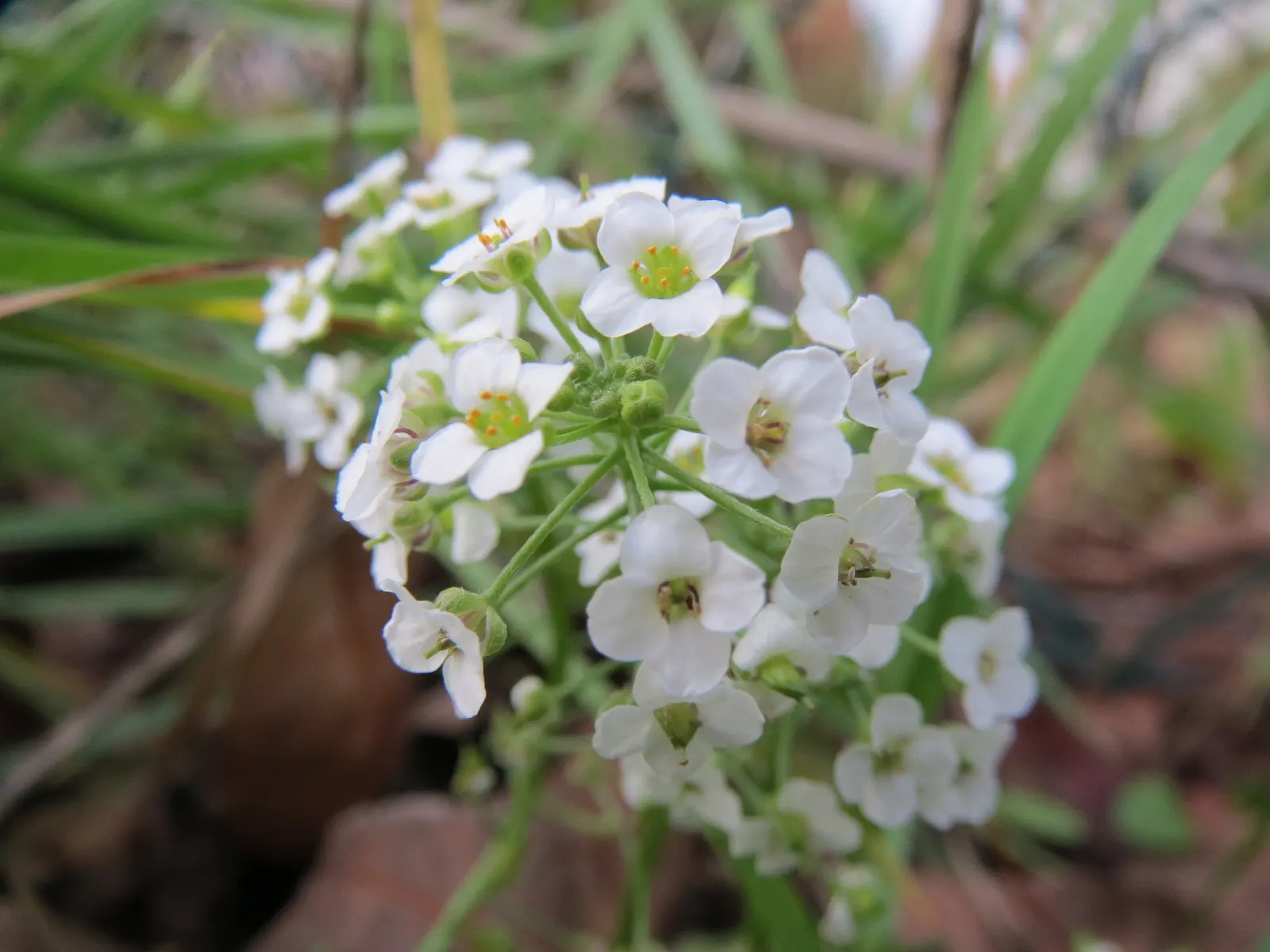 Sweet Alyssum (Lobularia Maritima) — lance-shaped leaves that remain a lush grayish-green throughout the growing season; as it frequently self-seeds and