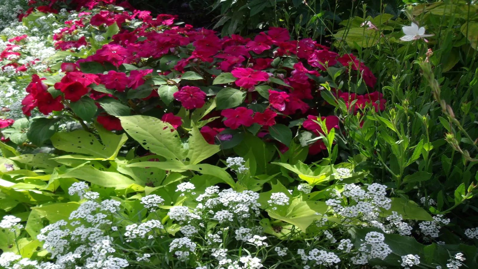Sweet Alyssum (Lobularia Maritima) — as it frequently self-seeds and provides an enduring presence in the garden.<br><br>For the client