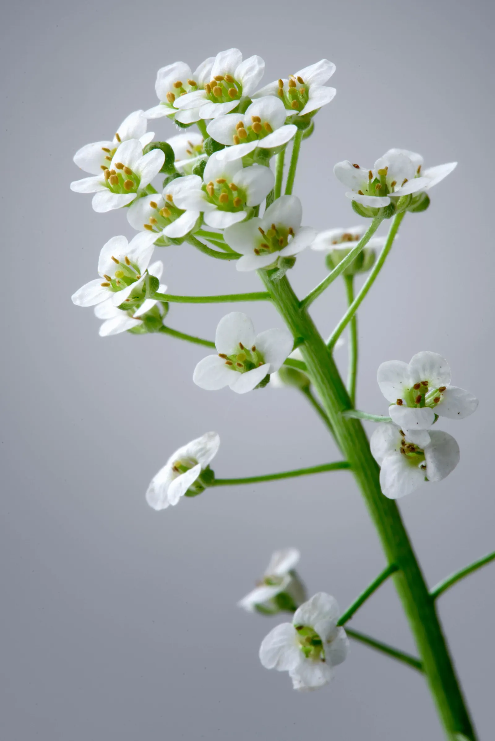 Sweet Alyssum (Lobularia Maritima) — reaching a height of 4 to 8 inches with a spread of 6 to 9 inches; annual / ground cover for full or half or, image 89
