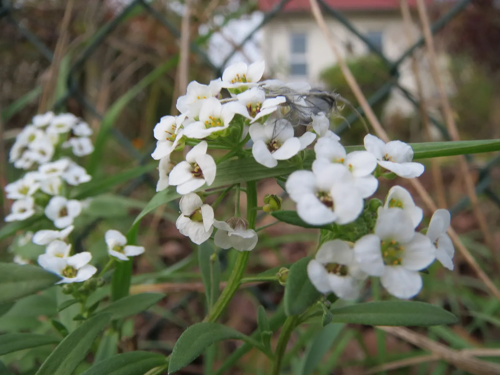 Sweet Alyssum (Lobularia Maritima) — honey-fragranced choice that attracts beneficial pollinators such as bees and butterflies; offers a profusion, image 95