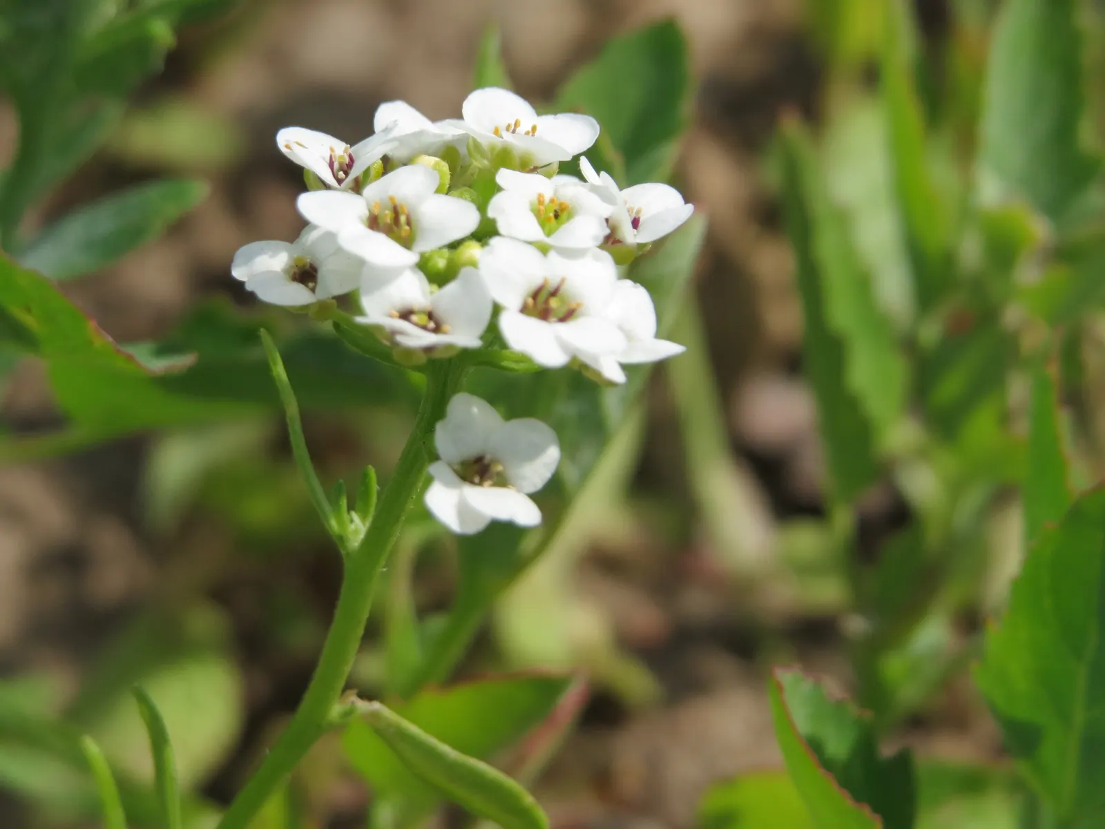 Sweet Alyssum (Lobularia Maritima) — annual / ground cover with white blooms; four-petaled flowers bloom profusely and cling closely to dainty, image 99