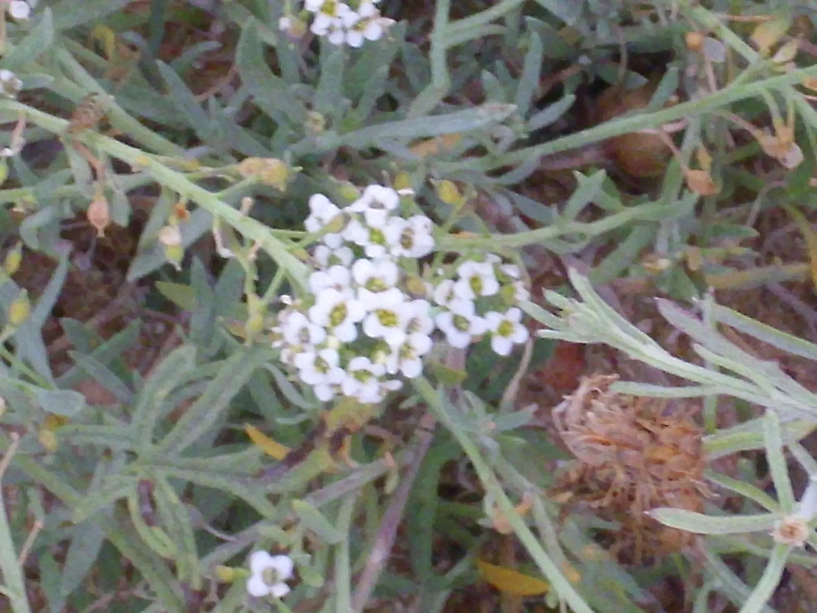 Sweet Alyssum (Lobularia Maritima) — This easy-to-grow annual thrives in USDA hardiness zones 5 through 9