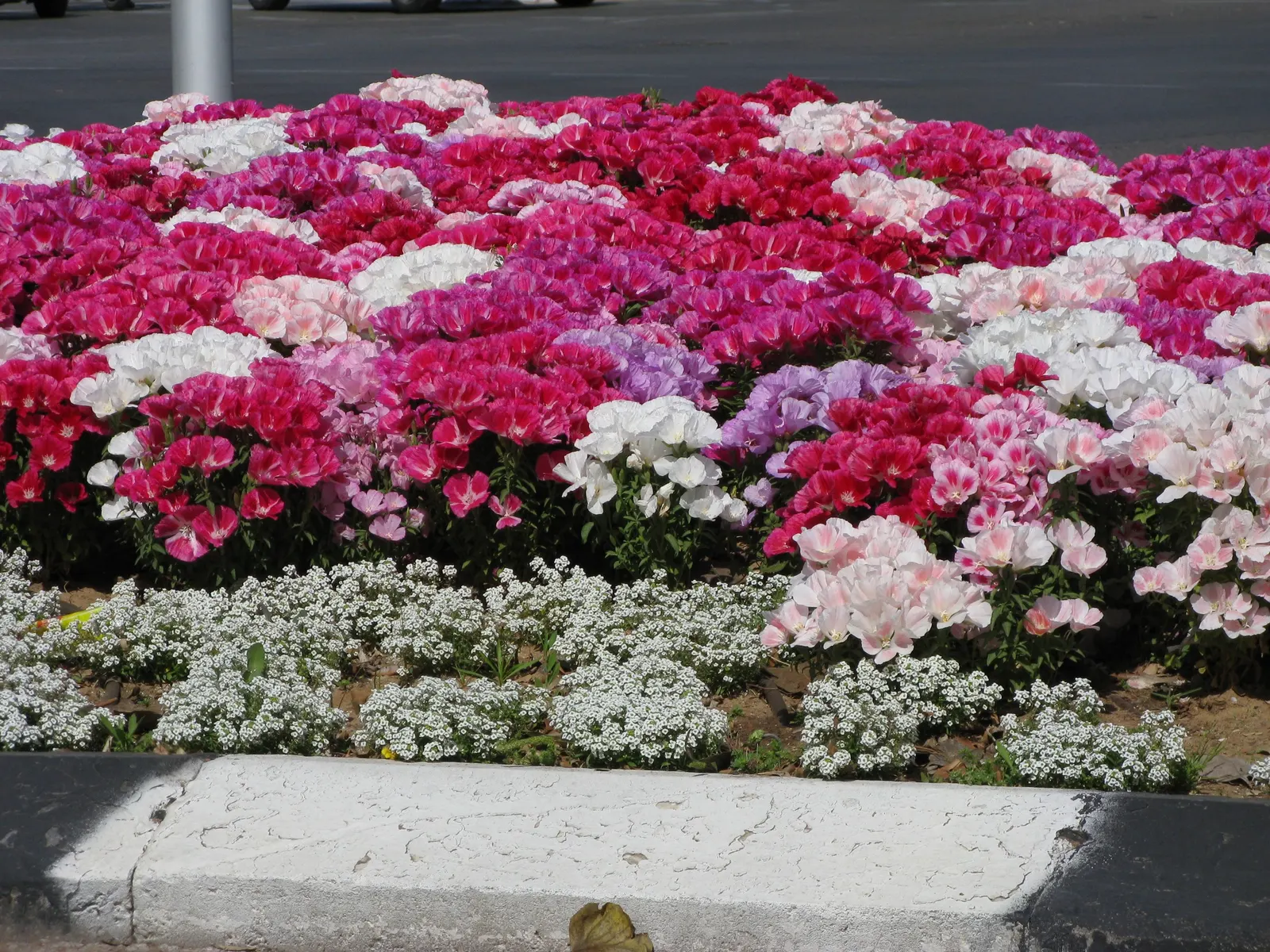 Sweet Alyssum (Lobularia Maritima) — sweet-scented flowers and low; annual / ground cover with white blooms