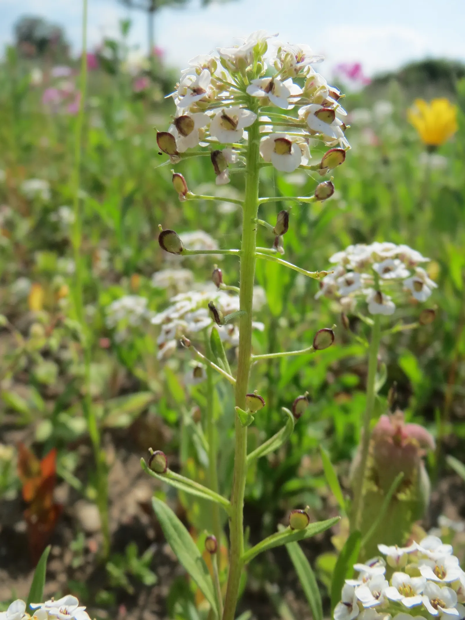 Sweet Alyssum (Lobularia Maritima) — providing an elegant yet effortless complement to any garden design; its flowering prowess from late spring, image 97