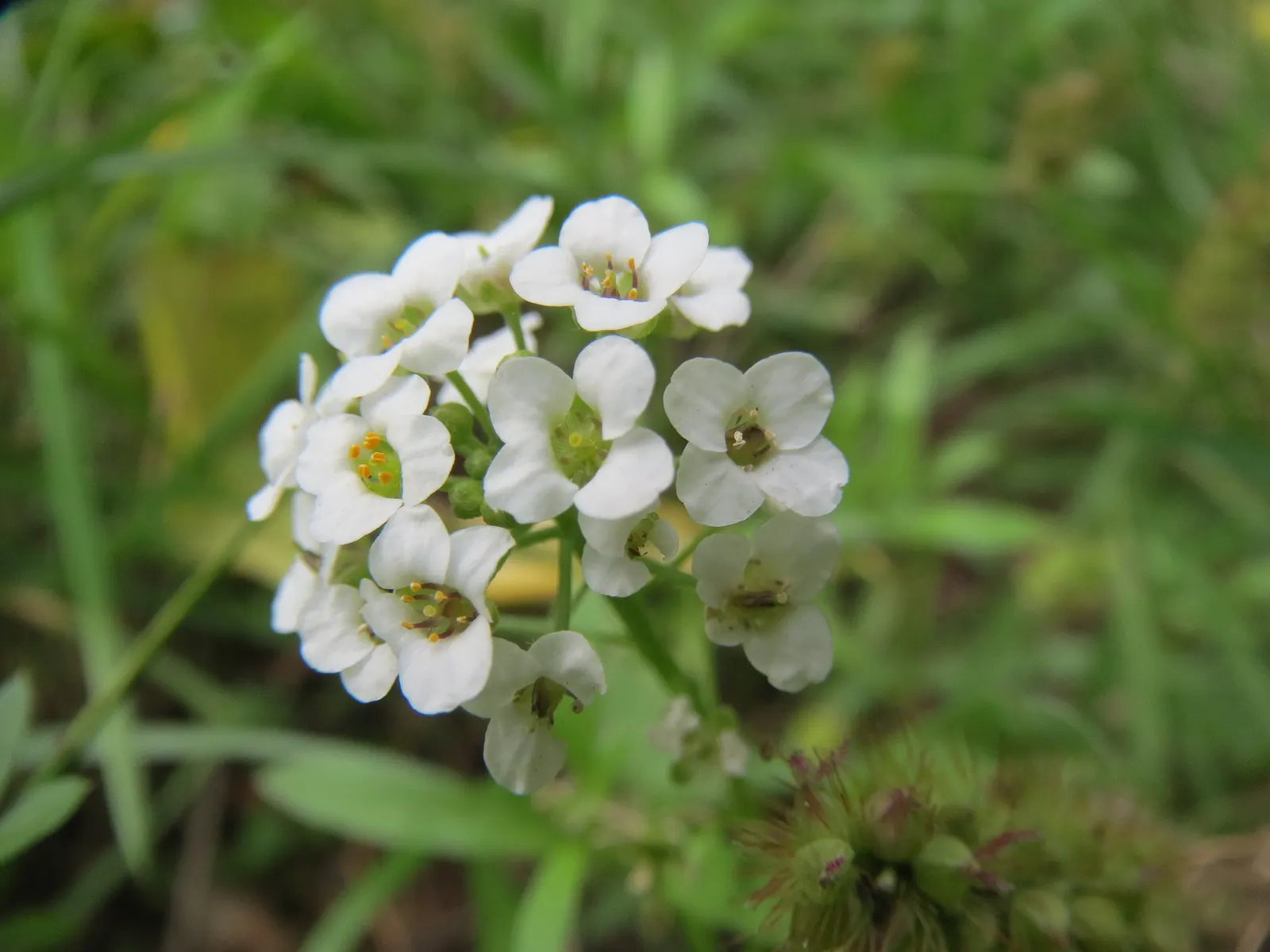 Sweet Alyssum (Lobularia Maritima) — four-petaled flowers bloom profusely and cling closely to dainty