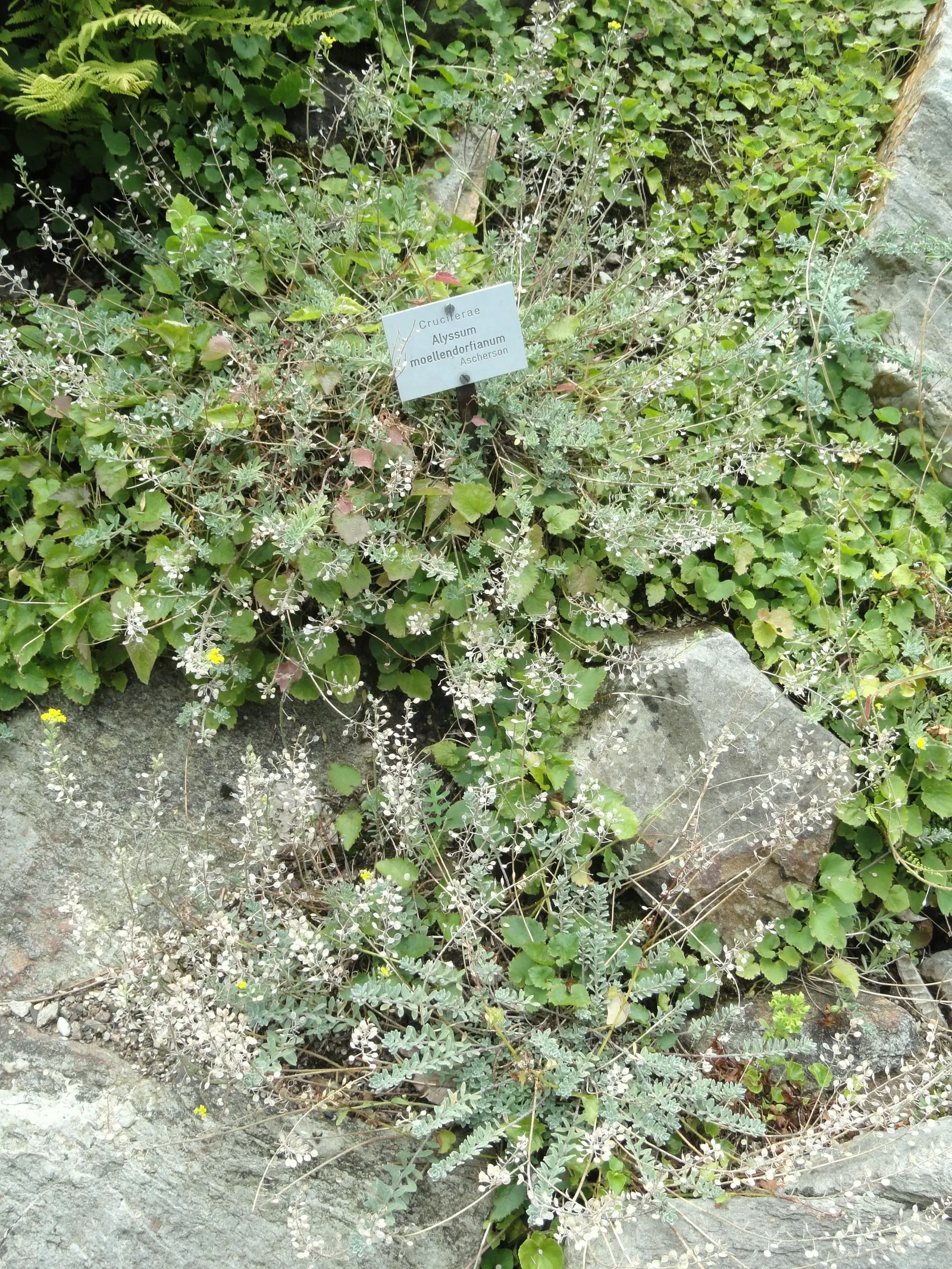 Sweet Alyssum (Lobularia Maritima) — it flourishes in full sun to part shade and reaches 3-9 inches in height with a spread of up to 12 inches; white flowers