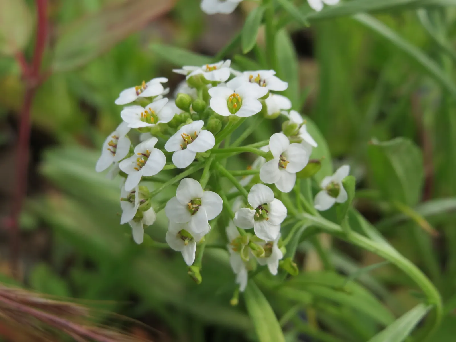Sweet Alyssum (Lobularia Maritima) — sweet-scented flowers and low