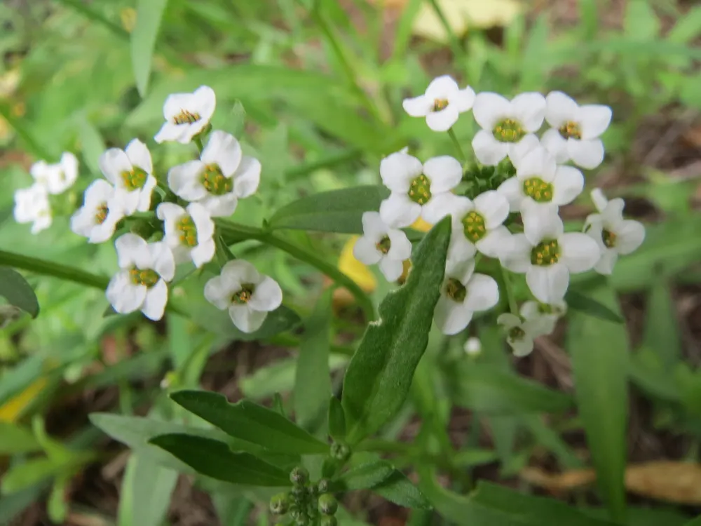 Sweet Alyssum (Lobularia Maritima) — providing a honey-scented allure and attracting pollinators from spring through fall
