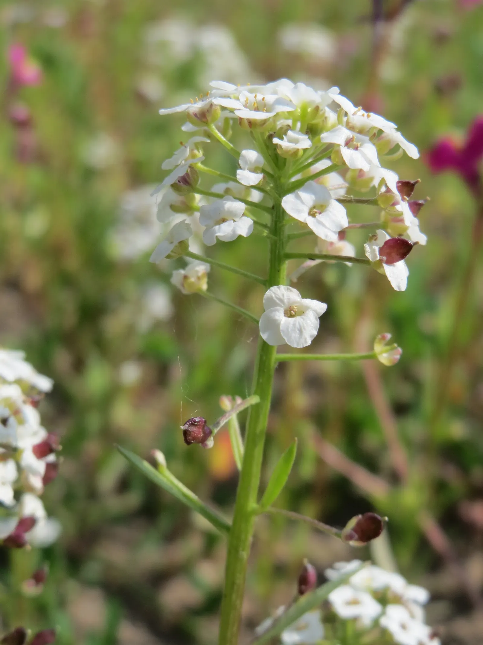 Sweet Alyssum (Lobularia Maritima) — white flowers in the garden; it flourishes in full sun to part shade and reaches 3-9 inches in height with a, image 98