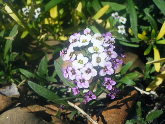 Sweet Alyssum (Lobularia Maritima) — and its versatility in borders; deadheading is seldom necessary, image 88