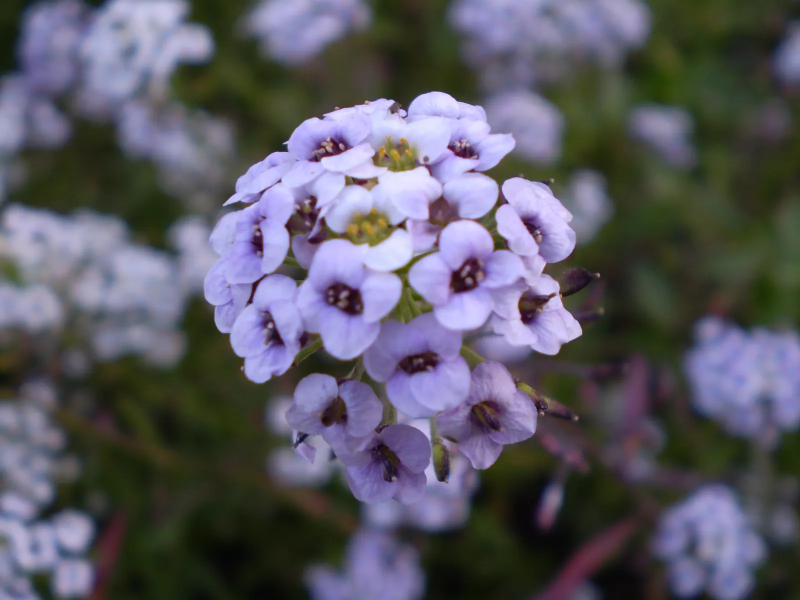 Sweet Alyssum (Lobularia Maritima) — lance-shaped leaves that remain a lush grayish-green throughout the growing season; as it frequently, image 91
