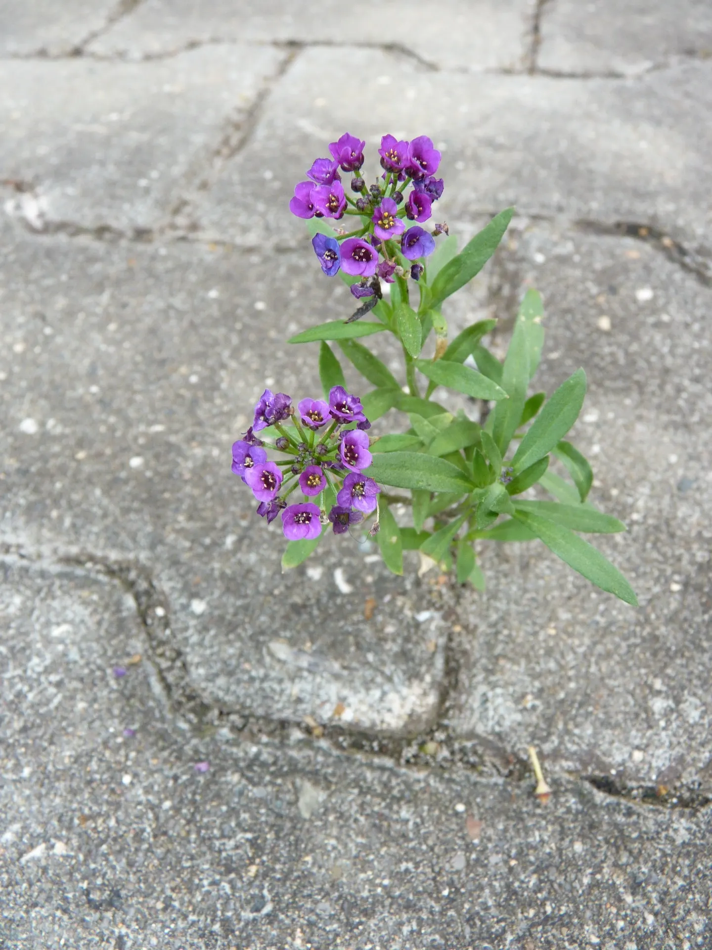 Sweet Alyssum (Lobularia Maritima) — This easy-to-grow annual thrives in USDA hardiness zones 5 through 9; sweet-scented flowers and low, image 87