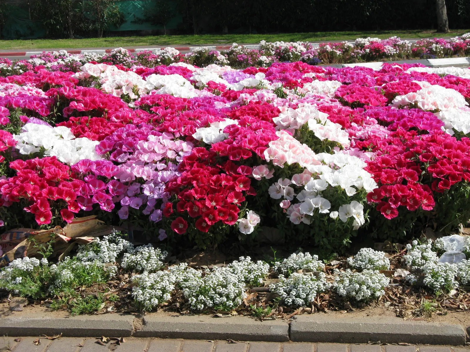 Sweet Alyssum (Lobularia Maritima) — Deadheading is seldom necessary; and its versatility in borders