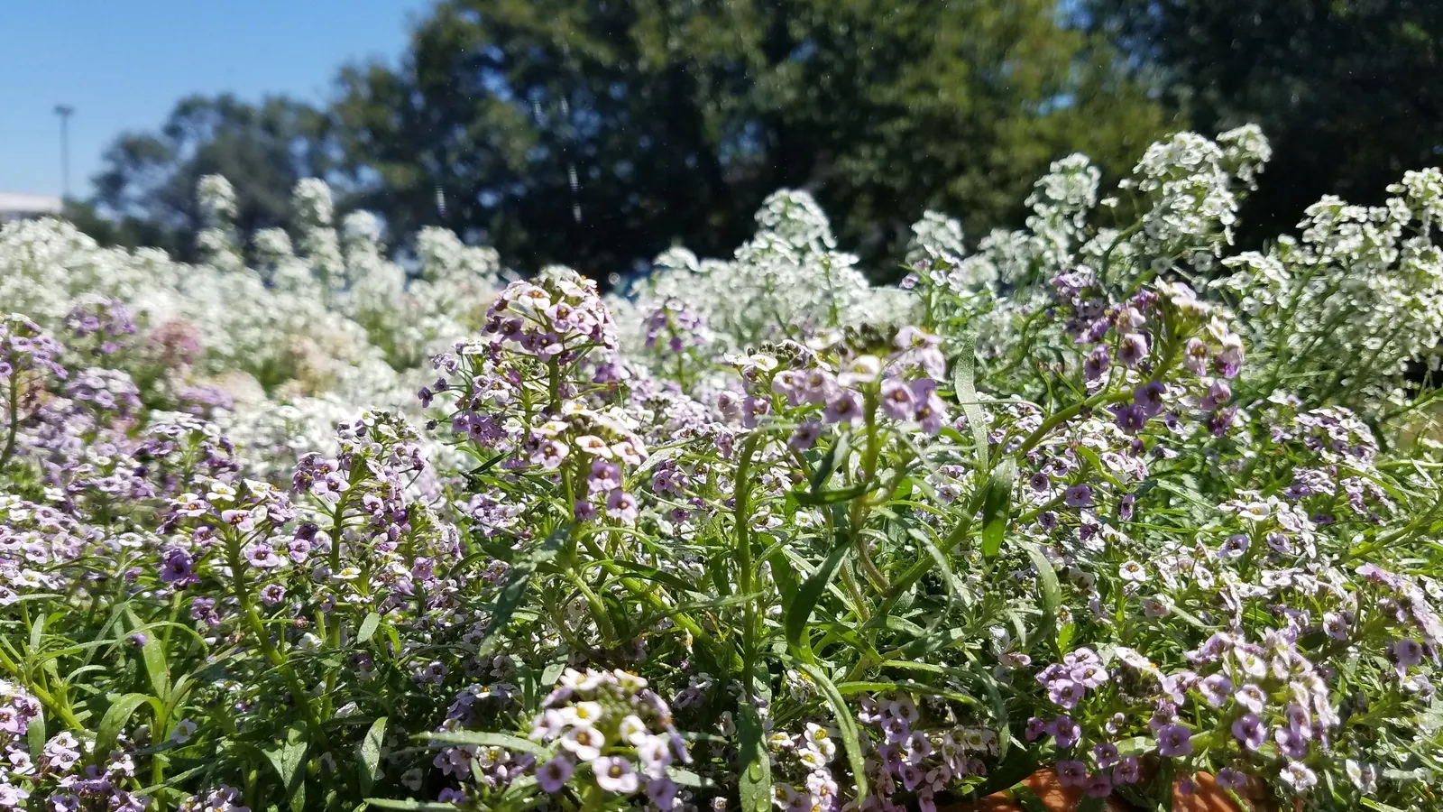 Sweet Alyssum (Lobularia Maritima) — Sweet Alyssum (Lobularia maritima); drought-tolerant and low-maintenance