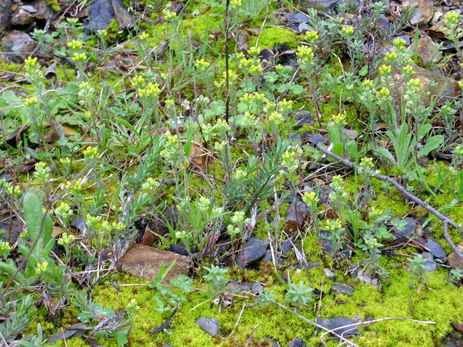 Sweet Alyssum (Lobularia Maritima) — sweet-scented flowers and low; annual / ground cover with white blooms, image 86