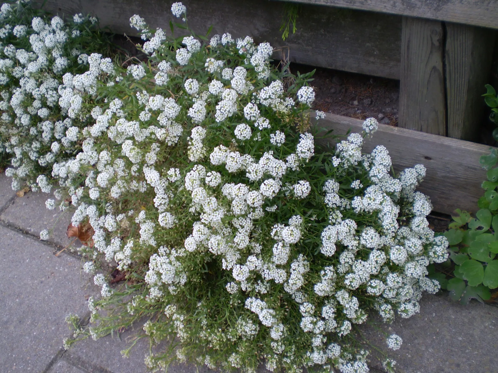 Sweet Alyssum (Lobularia Maritima) — four-petaled flowers bloom profusely and cling closely to dainty; this easy-to-grow annual thrives in USDA hardiness zones