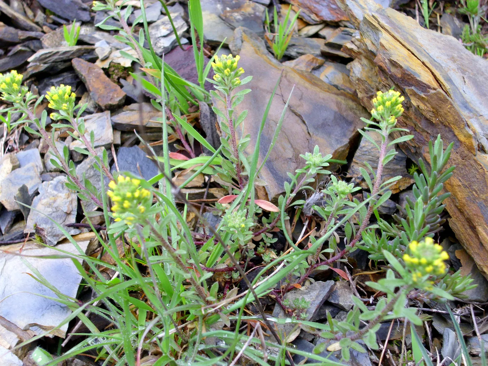 Sweet Alyssum (Lobularia Maritima) — offers a profusion of fragrant white to purple blooms; lance-shaped leaves that remain a lush grayish-green, image 42