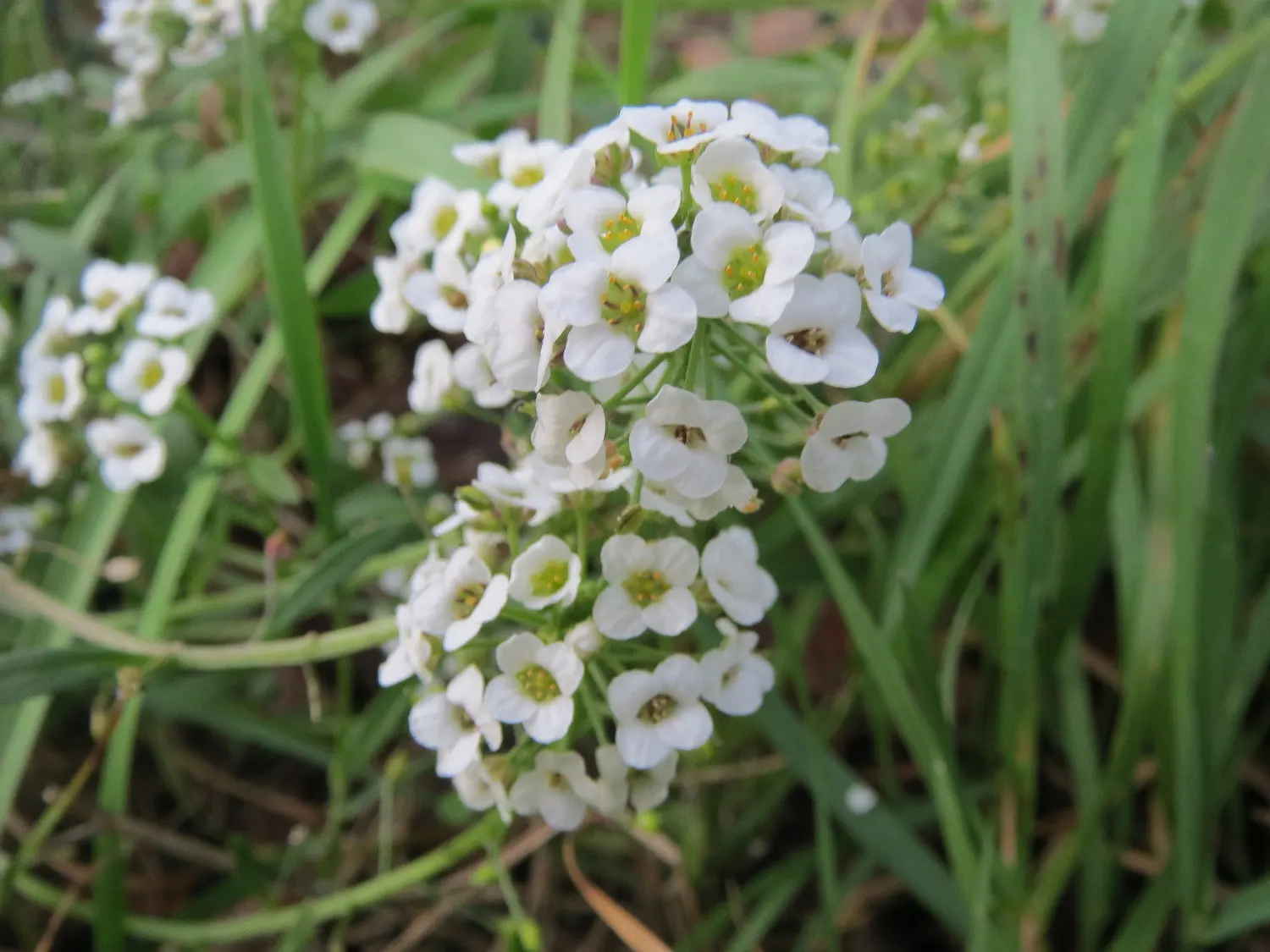 Sweet Alyssum (Lobularia Maritima) — as it frequently self-seeds and provides an enduring presence in the garden.<br><br>For the client, image 94