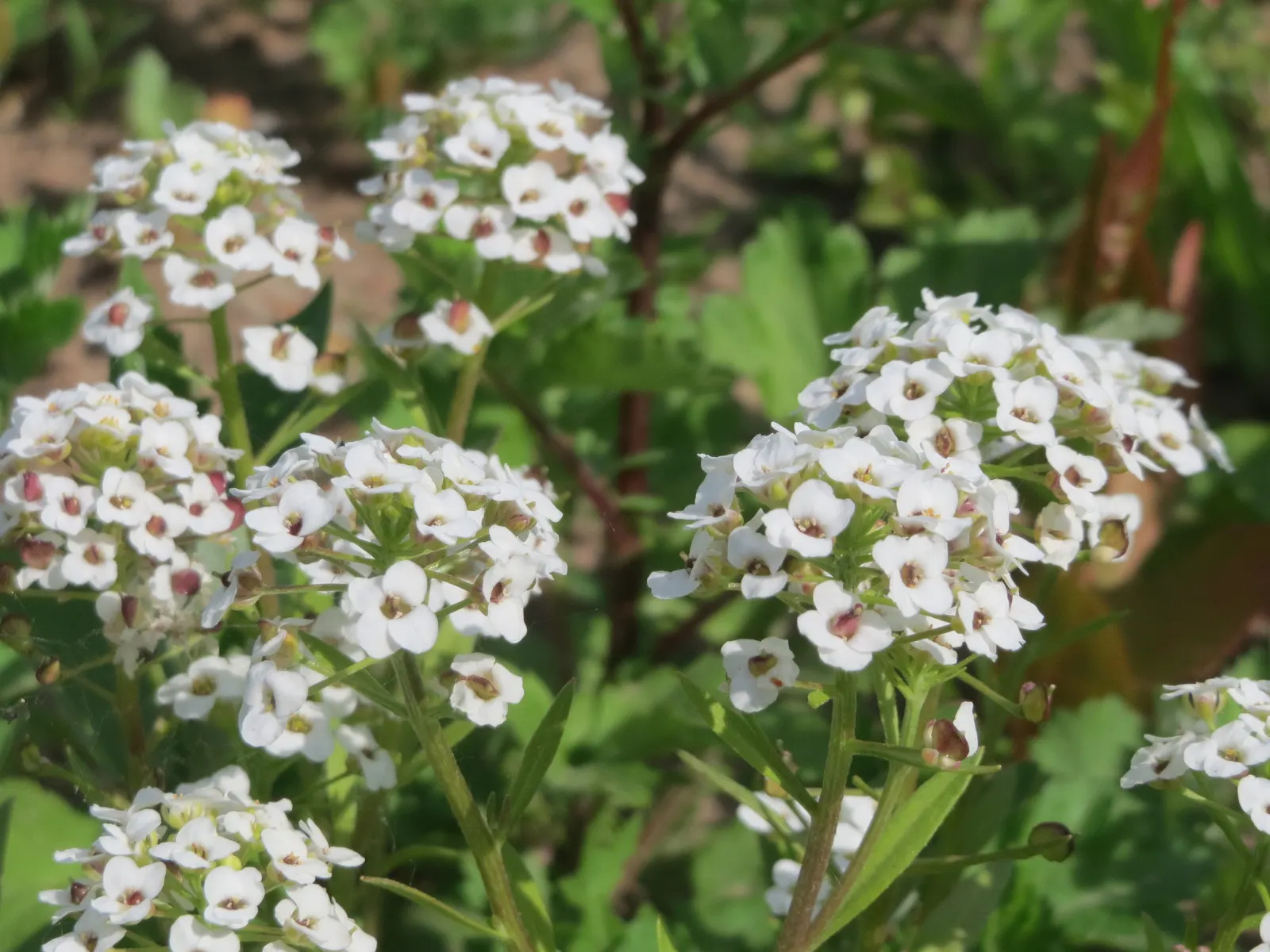 Sweet Alyssum (Lobularia Maritima) — Its flowering prowess from late spring through fall offers long-lasting visual interest; reaching a height of, image 96