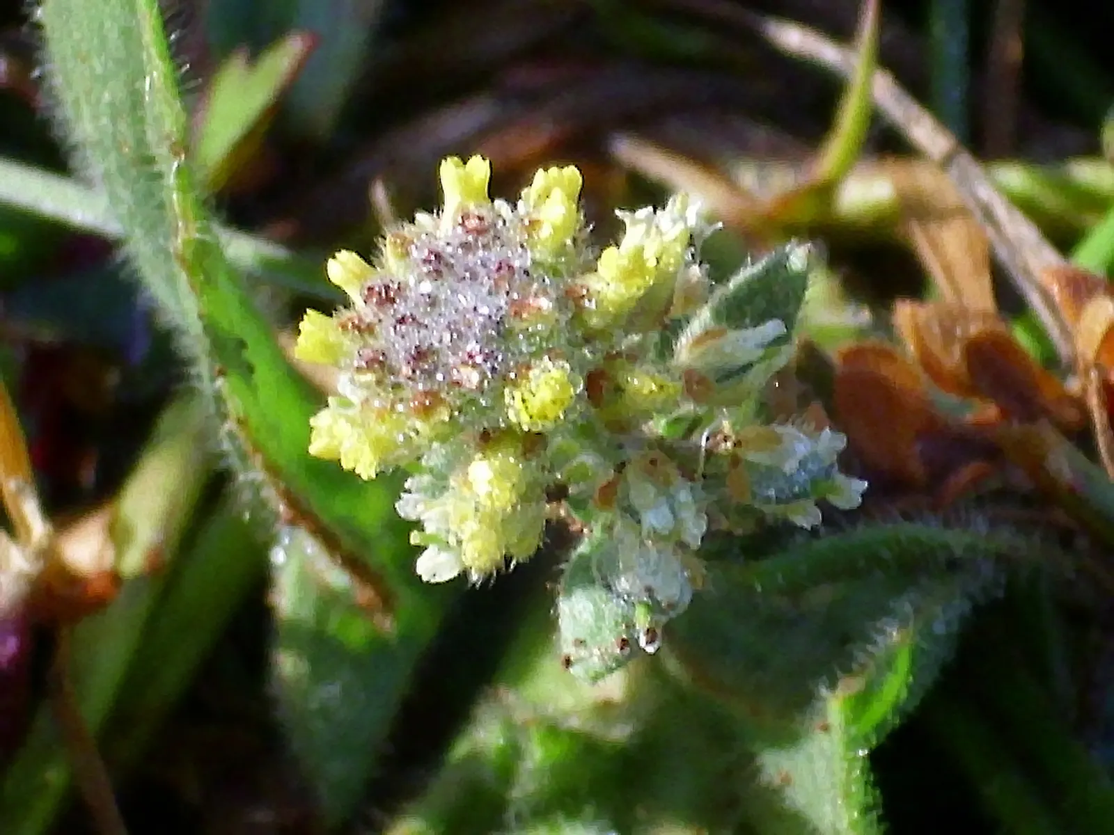 Sweet Alyssum (Lobularia Maritima) — Deadheading is seldom necessary
