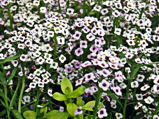 Sweet Alyssum (Lobularia Maritima) — The blossoms are typically white but can come in shades of pink