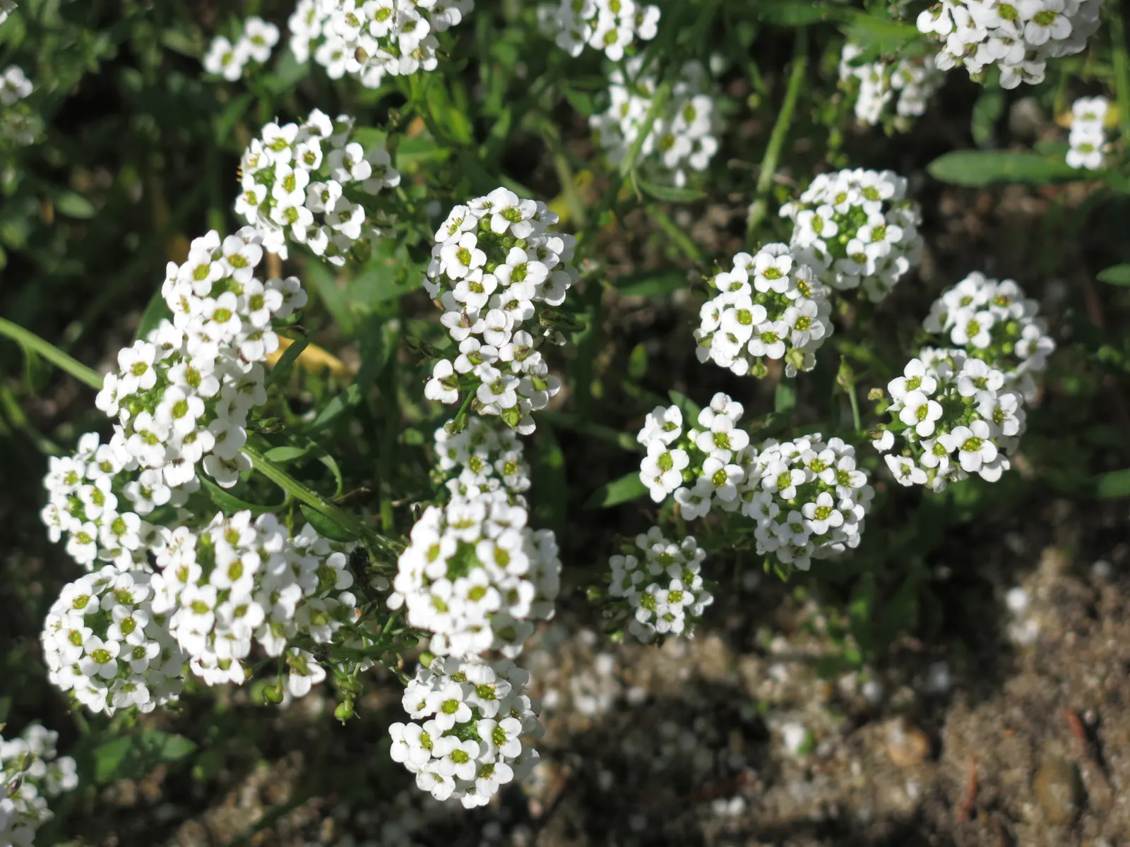 Sweet Alyssum (Lobularia Maritima) — honey-fragranced choice that attracts beneficial pollinators such as bees and butterflies; offers a profusion, image 55