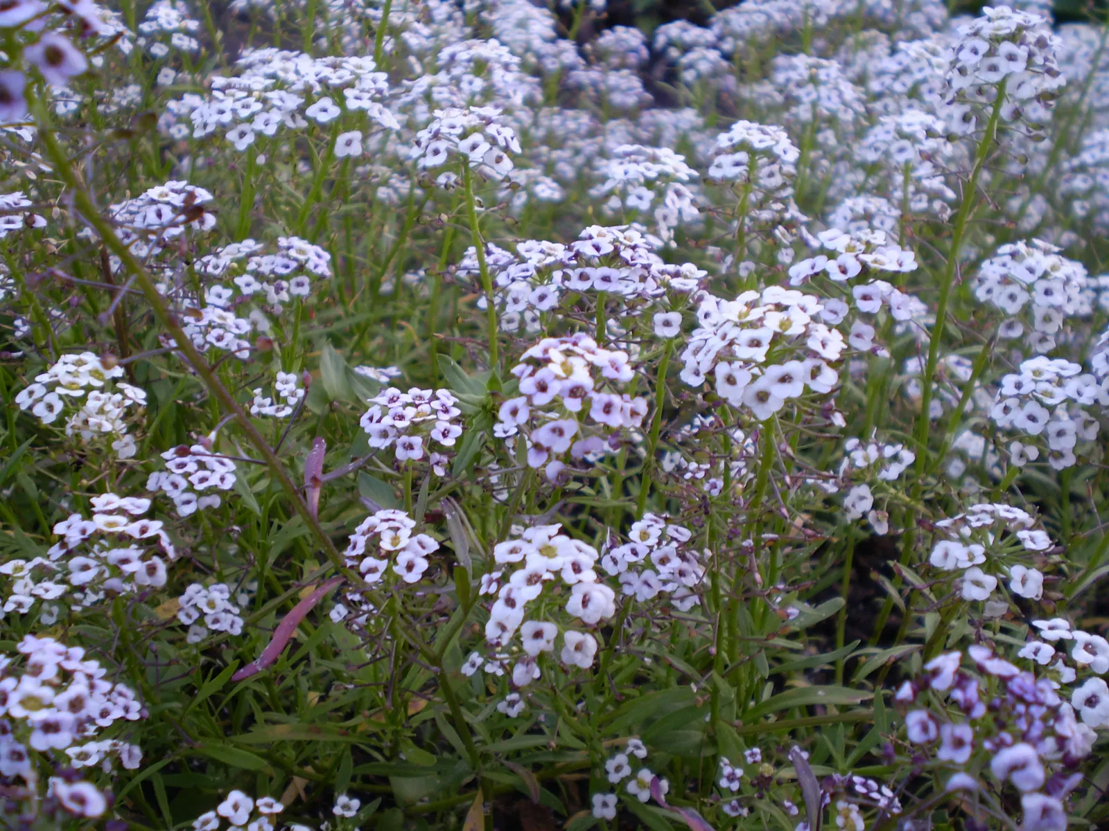 Sweet Alyssum (Lobularia Maritima) — Its flowering prowess from late spring through fall offers long-lasting visual interest; reaching a height of, image 56
