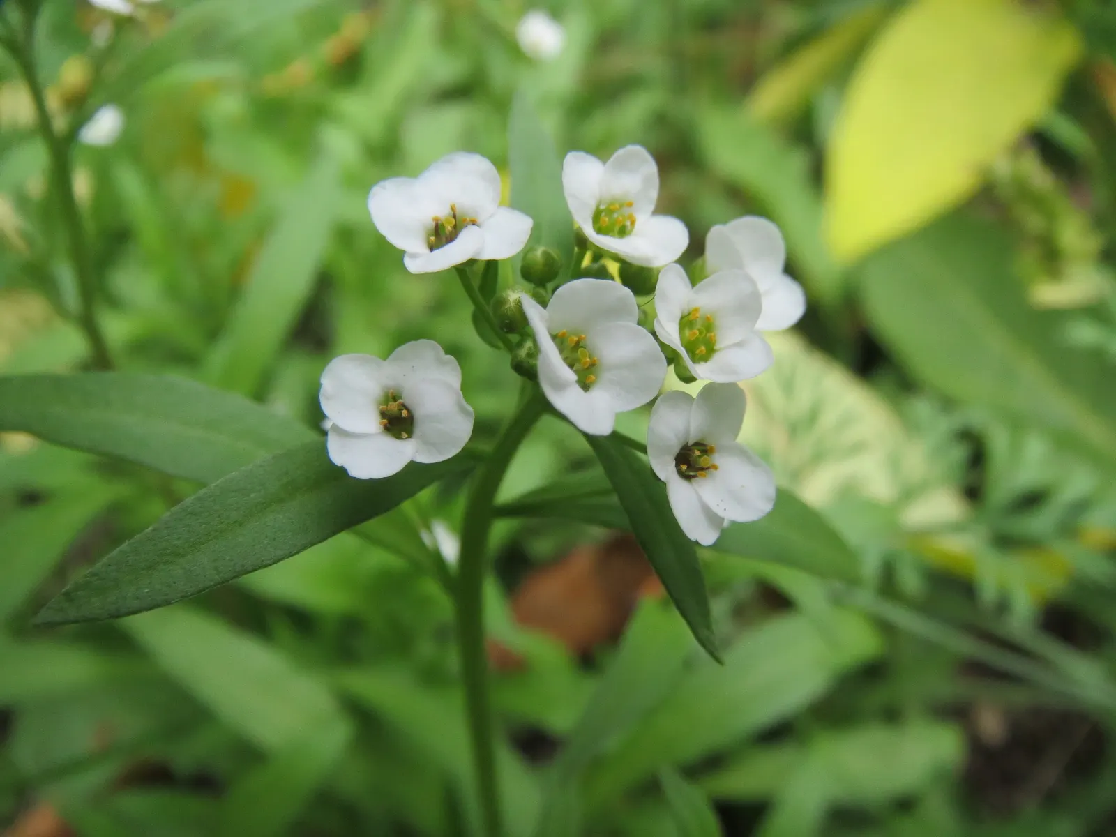 Sweet Alyssum (Lobularia Maritima) — Deadheading is seldom necessary; and its versatility in borders, image 93