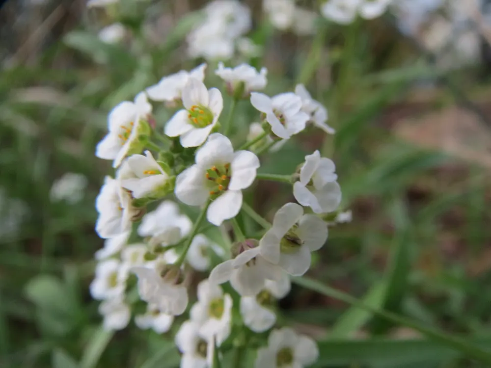 Sweet Alyssum (Lobularia Maritima) — providing a honey-scented allure and attracting pollinators from spring through fall; the blossoms are typically white but