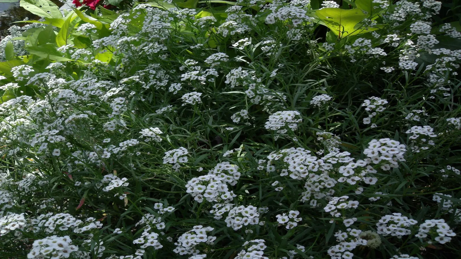 Sweet Alyssum (Lobularia Maritima) — offers a profusion of fragrant white to purple blooms; lance-shaped leaves that remain a lush grayish-green, image 102