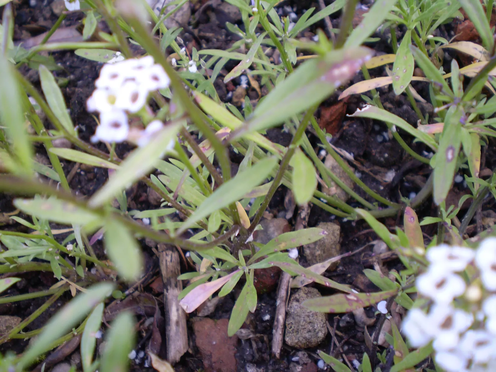 Sweet Alyssum (Lobularia Maritima) — and its versatility in borders