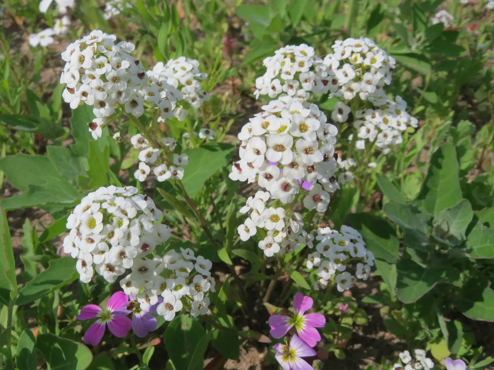 Sweet Alyssum (Lobularia Maritima) — annual / ground cover for full or half or shade; providing an elegant yet effortless complement to any garden, image 100