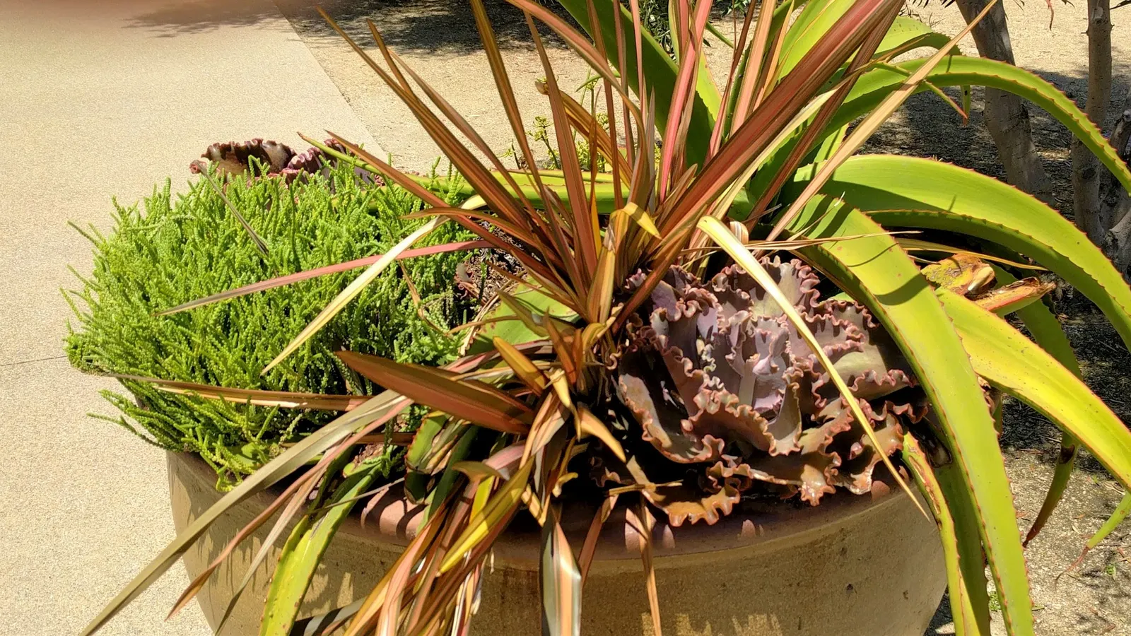 Rainbow Sunrise (Phormium Tenax 'Maori Sunrise') — is a vibrant perennial with striking