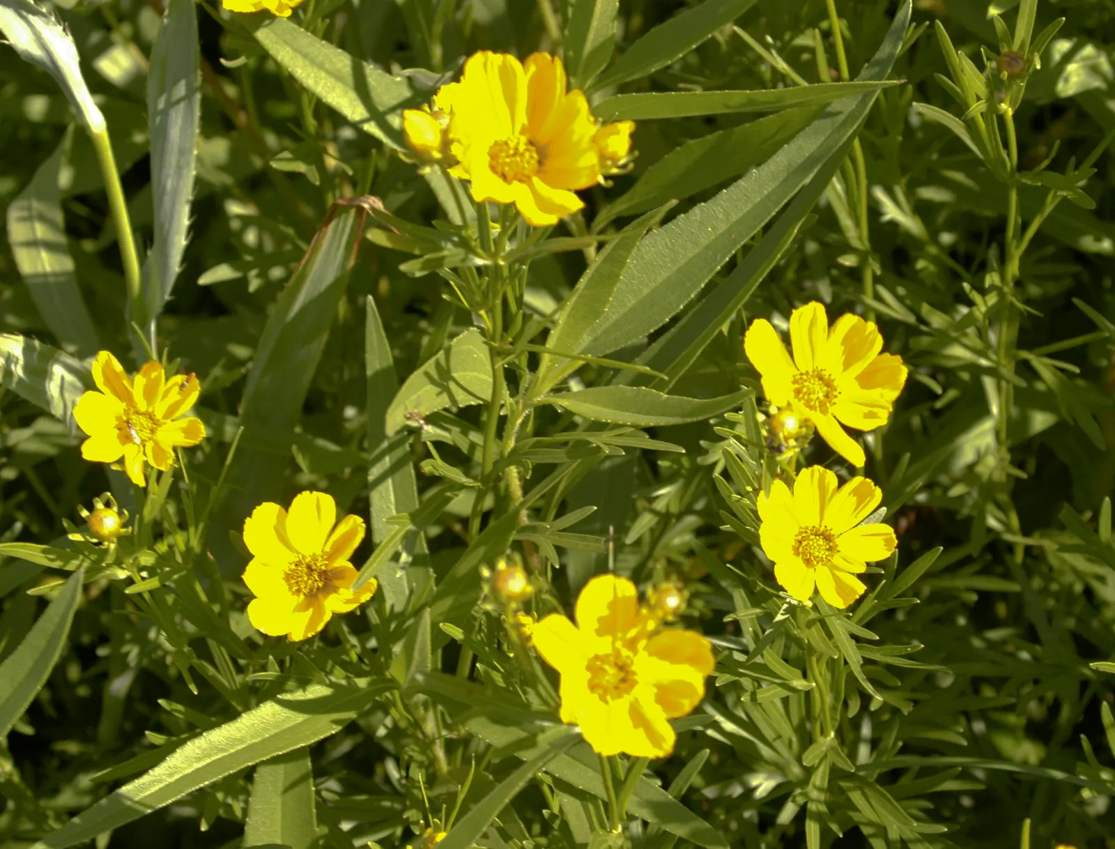 Prairie Coreopsis (Coreopsis Palmata) — is a perennial wildflower that brings a lively splash of color to any landscape