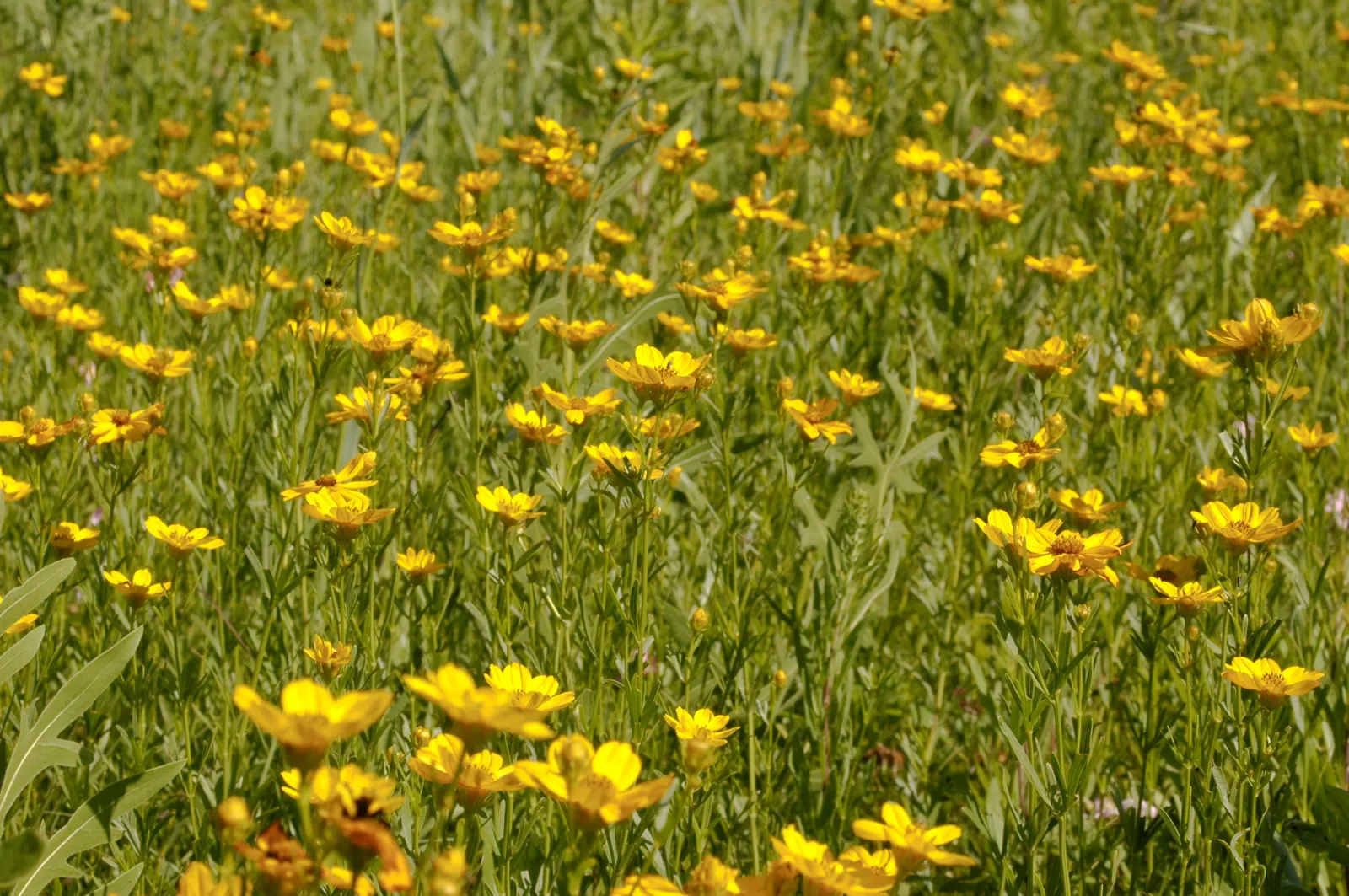 Prairie Coreopsis (Coreopsis Palmata) — Zones 3-8 suit its hardiness