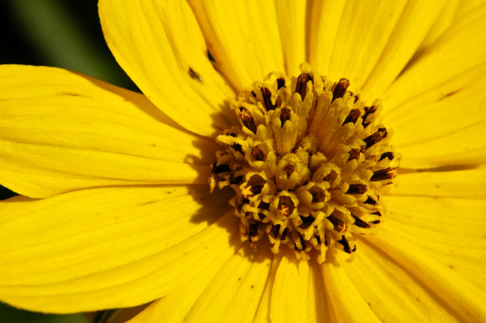 Prairie Coreopsis (Coreopsis Palmata) — specifically thriving in USDA zones 3 through 8
