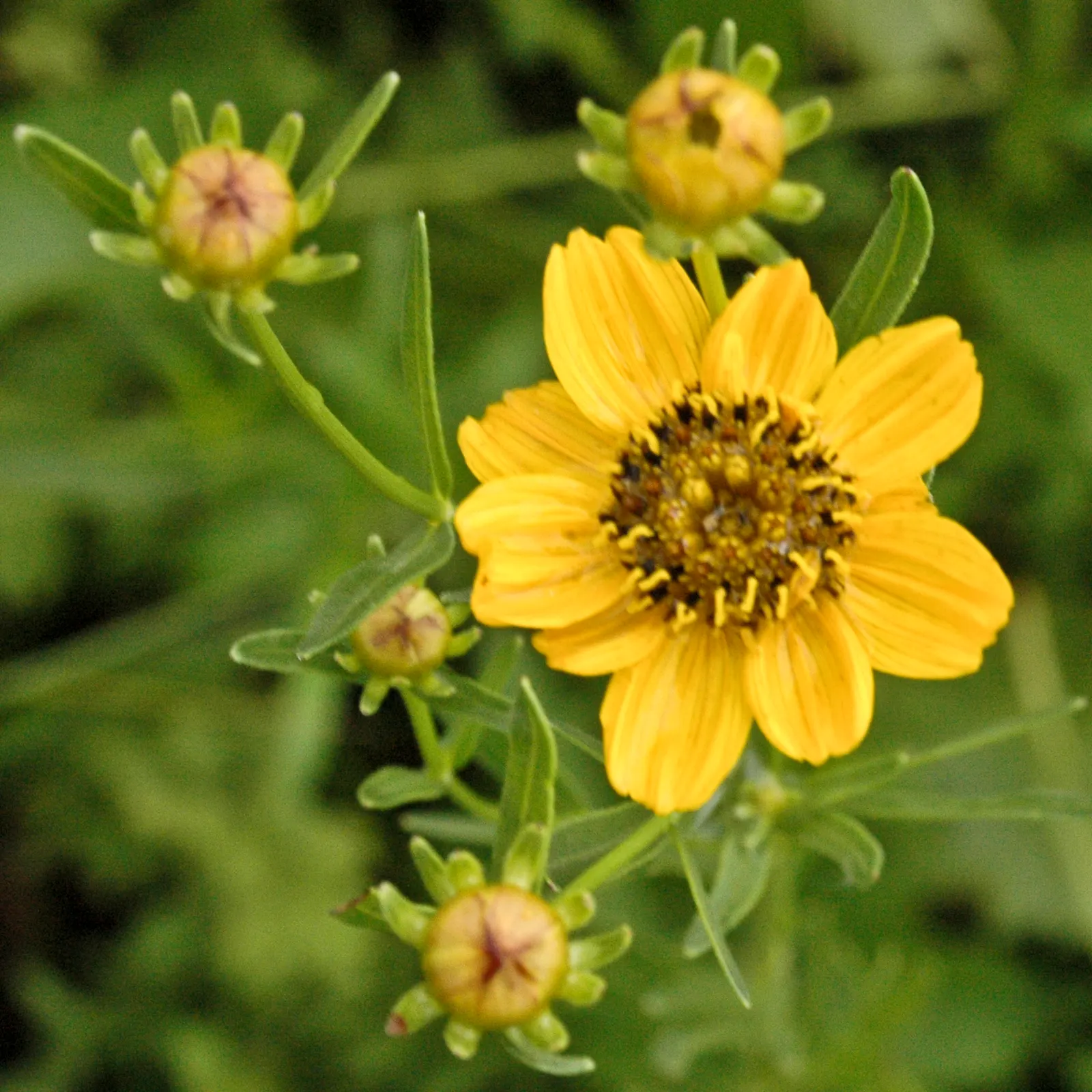 Prairie Coreopsis (Coreopsis Palmata) — It's a pollinator magnet, providing nectar for bees and butterflies, enhancing biodiversity in gardens