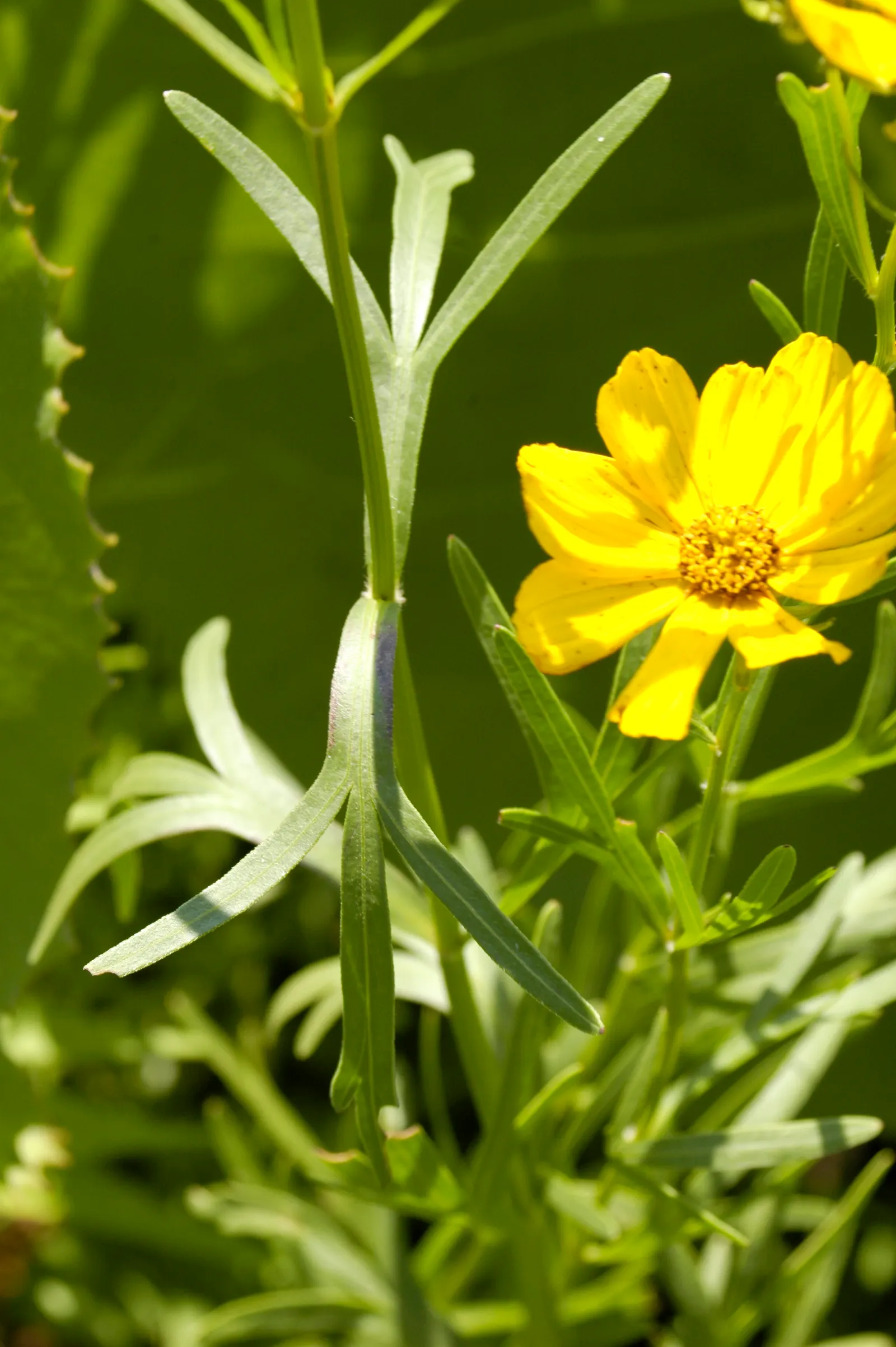 Prairie Coreopsis (Coreopsis Palmata) — scientifically named Coreopsis palmata