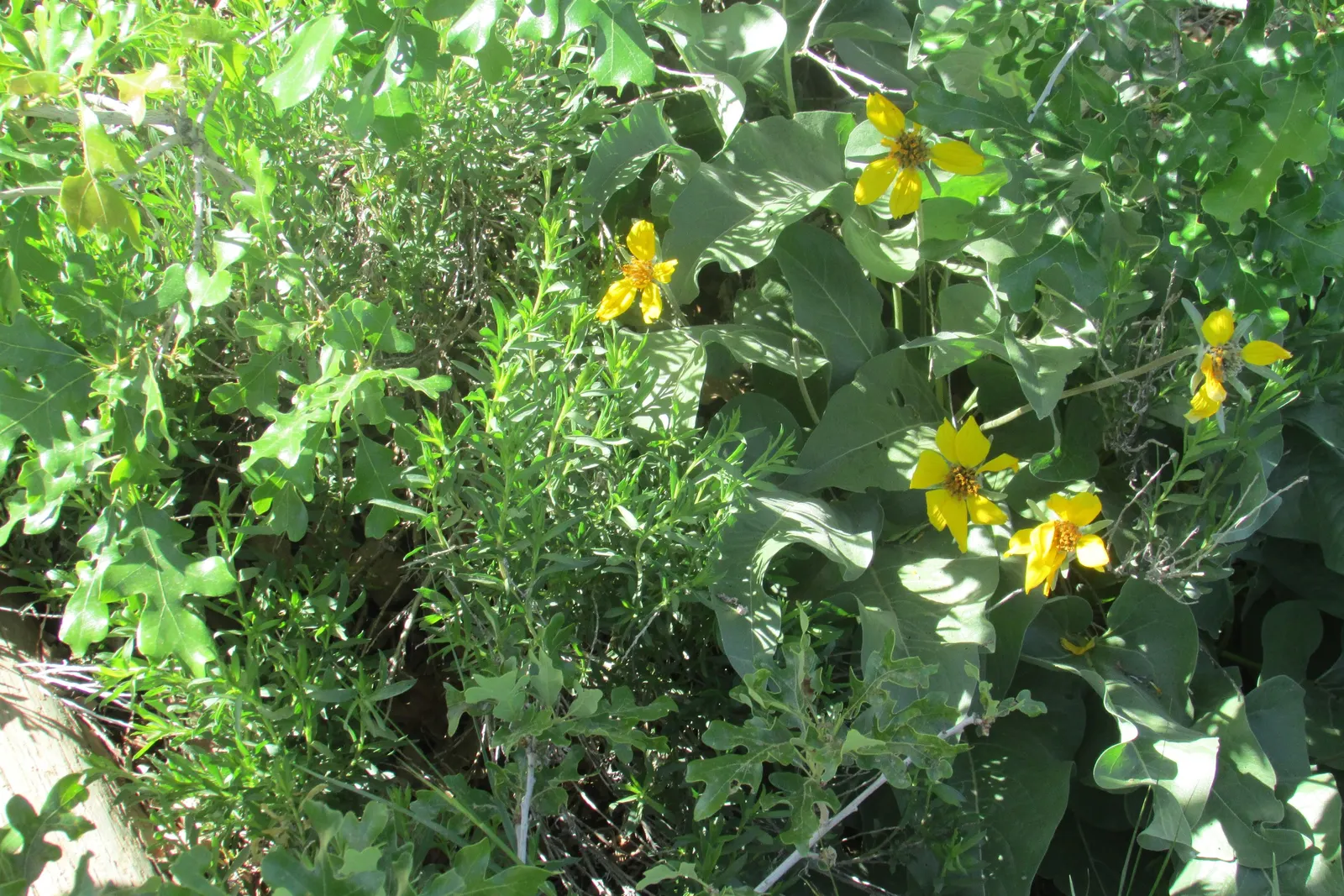 Prairie Coreopsis (Coreopsis Palmata) — this perennial's taproot makes it drought-tolerant