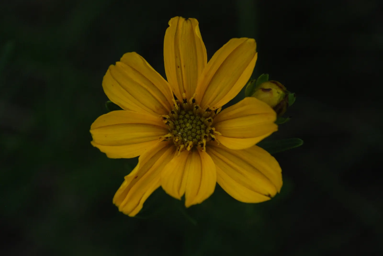 Prairie Coreopsis (Coreopsis Palmata) — ideal for well-drained soils